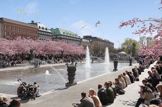 Kungsträdgården i blomst